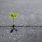 A young plant grows on asphalt on a sidewalk in the city