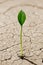 A young plant grows on dried soil. Close-up illustration