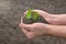 Young plant in the hands of a farmer on the background of the earth. The concept of spring gardening