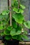 Young plant lagenaria in a flower pot.