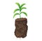 A young plant with leaves and roots in a pile of soil. Vector isolated cartoon illustration, gardening and growth