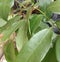 A young plant of Litchi chinensis, Nephelium litchi fruit in the garden