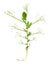 Young plant of peas, Pisum sativum