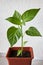 Young plant peppers. Seedling in a pot