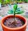 Young plant plumeria growing in the morning light, new Plant Life growth, Small plant