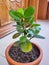 Young plant plumeria growing in the morning light, new Plant Life growth, Small plant