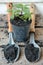 Young plant in a pot with gardening shovels on a wooden surface.