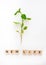 A young plant with a root is isolated on a white background and the words are from wooden letters eco, natural, new life. Flat lay