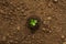 Young plant seedling grow on dry dirt