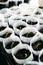 Young Plant seedlings growing on fertile soil with fertilizer, baby plant Seedlings sprout. cucumber seedlings. seasons trend.