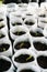 Young Plant seedlings growing on fertile soil with fertilizer, baby plant Seedlings sprout. squash seedlings. seasons trend. Fresh