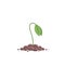 Young plant sprout. Seedling germination. Sprout on the pile of soil. Plants growing.