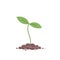 Young plant sprout. Seedling germination. Sprout on the pile of soil. Plants growing.