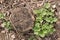 Young plant sprouted through old dry leaves on a dried stump