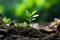 a young plant sprouts from the soil