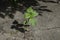 Young plant sunflower