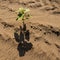 YOUNG PLANT SUNFLOWER IN SAND SOIL.