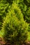 Young plant of western gold emerald thuja, golden smaragd tree