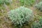 Young plant of a wormwood Austrian Artemisia austriaca Jacq.