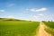 Young plantation field on hilly landscape on sunny day in Spring