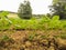 Young plantation in the fields. View close to the ground.