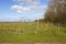 Young plantation in the yorkshire wolds