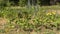 Young plantations, and plastic label to indicate the names of crops, in June, in the vegetable garden