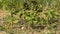 Young plantations, and plastic label to indicate the names of crops, in June, in the vegetable garden