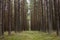 Young planted forest in Lithuania