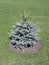 Young planted seedling blue spruce