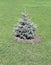 Young planted seedling blue spruce