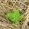 Young planting of spruce. A spruce sapling planted in the soil, the ground is mulched with straw.