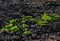 Young plants in black lava, Island Tenerife, Canary Islands