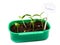 Young plants in a bowl on white background