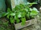 Young plants of chili in pots. Spring seedlings. Gardening concept, springtime.