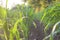 Young plants of cornfield against the sunlight