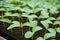 Young plants in greenhouse, close up