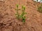 Young plants group growing in a red or brown color sand in the empty field