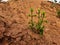 Young plants group growing in a red or brown color sand in the empty field