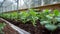 Young Plants Growing in Greenhouse