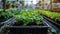 Young Plants Growing in Greenhouse