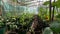 Young Plants Growing in Greenhouse