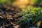 Young plants growing in the soil at sunrise