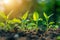 Young plants growing in sunlight