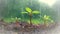 young plants growing under rain