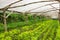 Young plants growing in a very simple plant nursery greenhouse