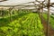 Young plants growing in a very simple plant nursery greenhouse