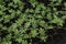 Young plants of Marigold Tagetes erecta, Mexican marigold, African marigold.