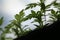 Young plants of Marigold Tagetes erecta, Mexican marigold, African marigold.