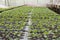 Young plants in nursery plastic tray, Nursery vegetable farm